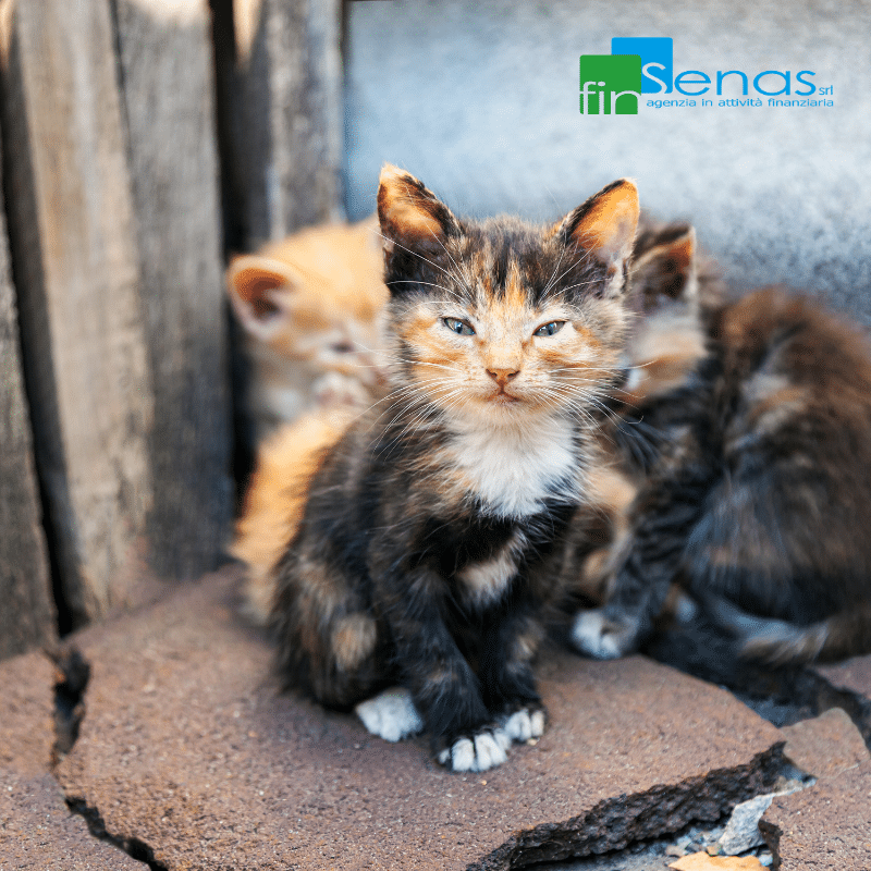 Le Nuove normative sull'abbandono degli animali